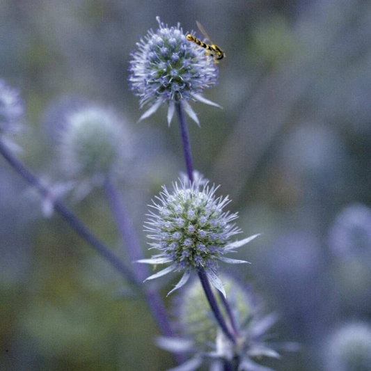 Mandstro 'Blue Glitter'