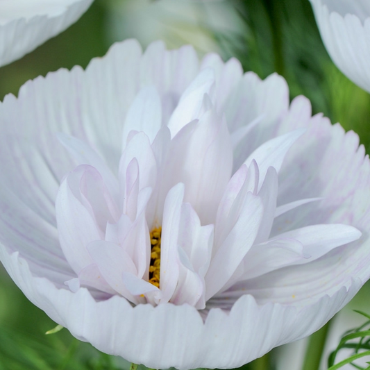 Stolt kavaler 'Cupcakes Blush'