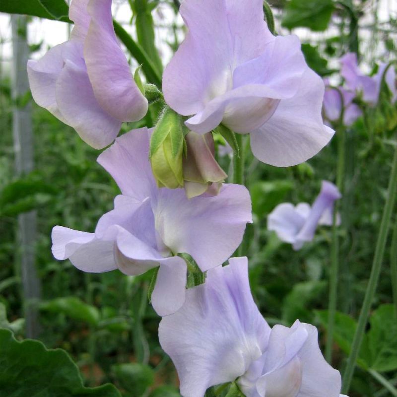 Ærteblomst 'Spring Sunshine Lilac'