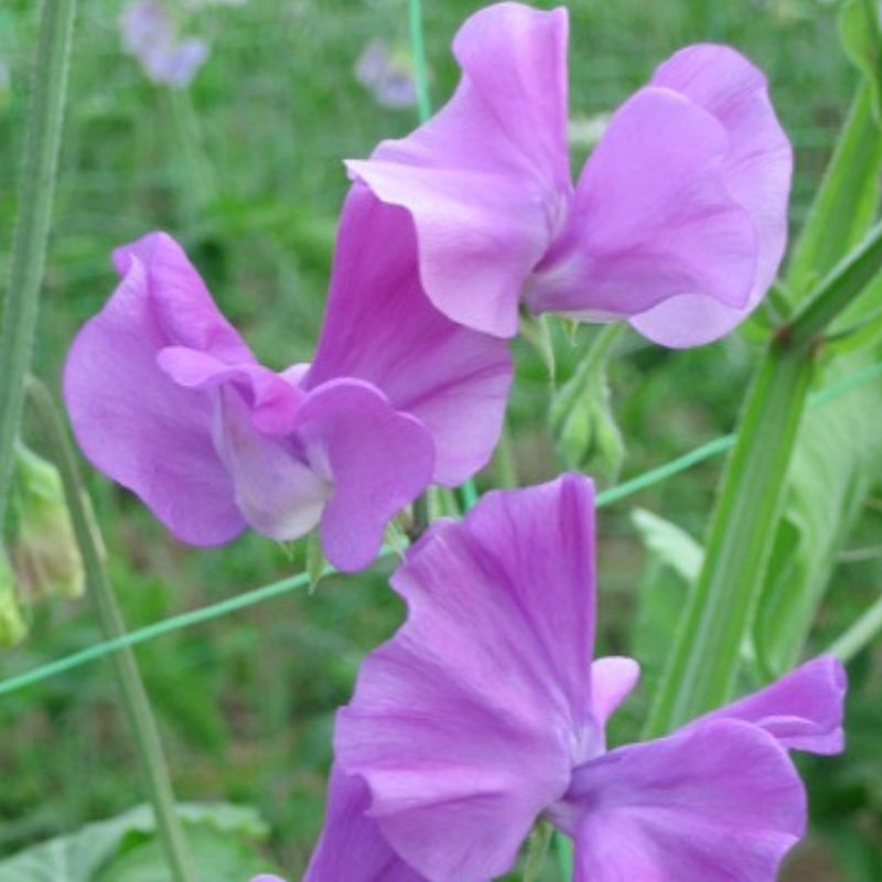 Ærteblomst 'Spring Sunshine Mauve'
