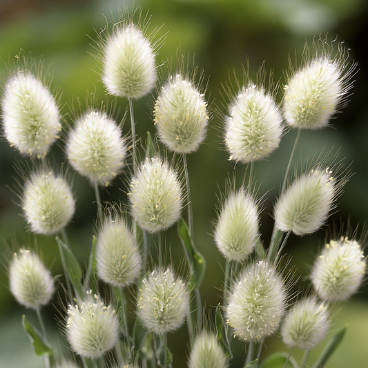 Harehale 'Bunny Tails'