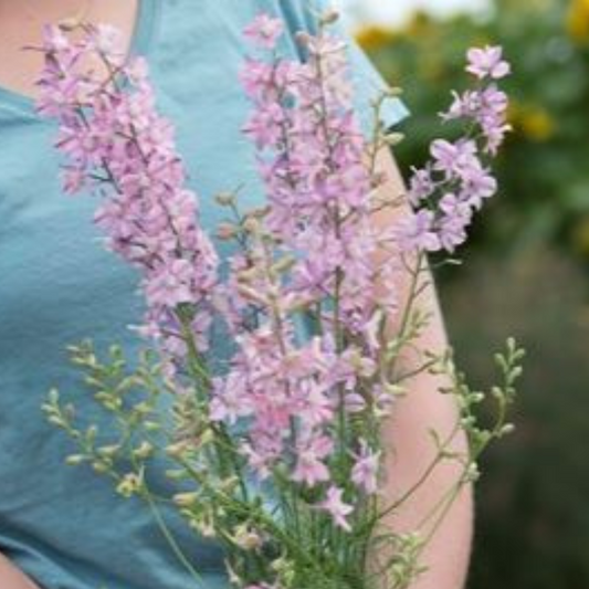 Sommerridderspore 'Fancy Belladonna'