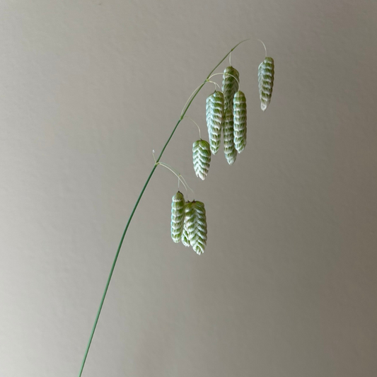 Hjertegræs 'Maxima'
