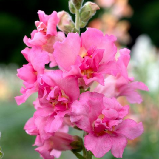 Løvemund 'Madame Butterfly Rose'