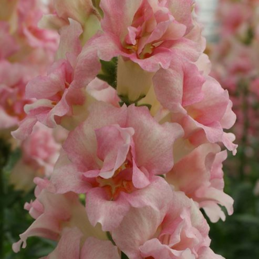 Løvemund 'Doubleshot Appleblossom'