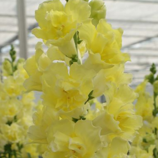 Løvemund 'Doubleshot Yellow'