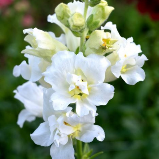 Løvemund 'Madame Butterfly Ivory'