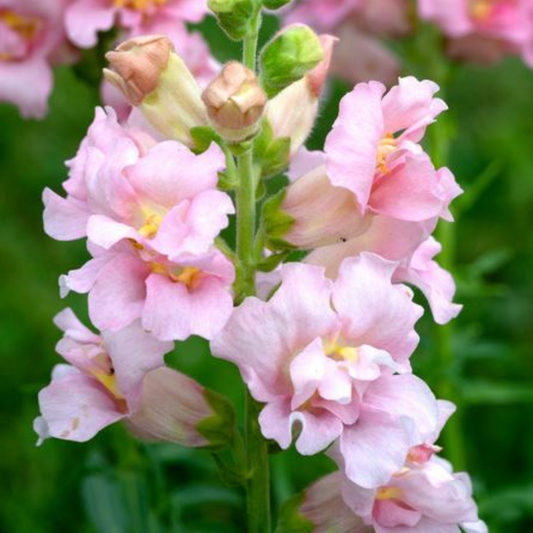 Løvemund 'Madame Butterfly Pink'