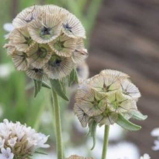 Skabiose stellata 'Paper Moon'