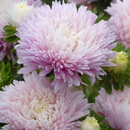 Sommerasters 'King Size Appleblossom'