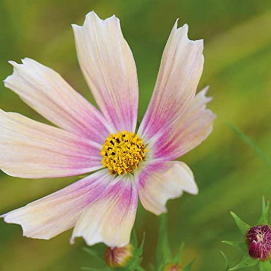 Stolt kavaler 'Apricot Lemonade'