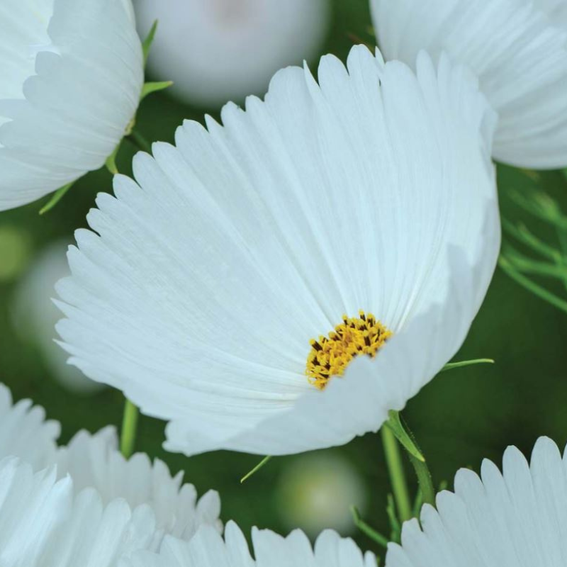 Stolt kavaler 'Cupcakes White'