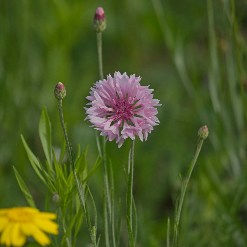 Kornblomst 'Ball Pink'