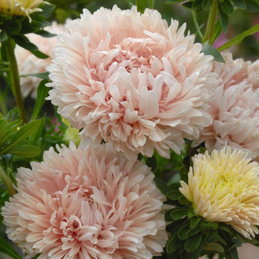 Sommerasters 'King Size Apricot'