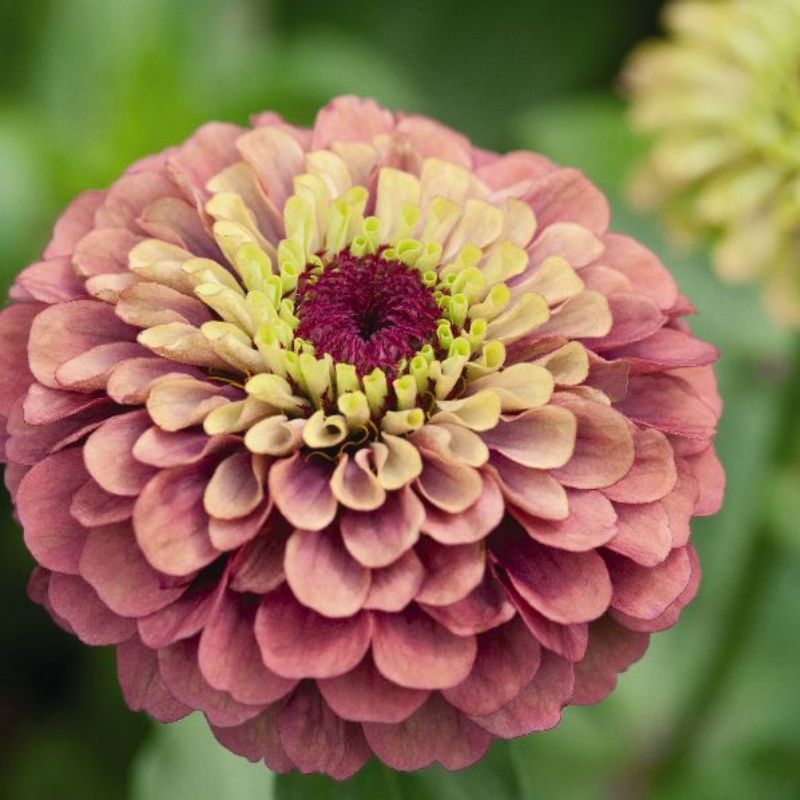 Frøkenhat 'Queen Red Lime'