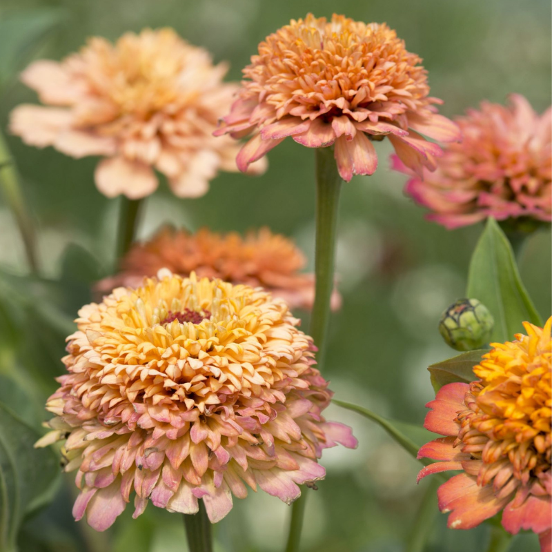 Frøkenhat 'Cresto! Peachy Pink'